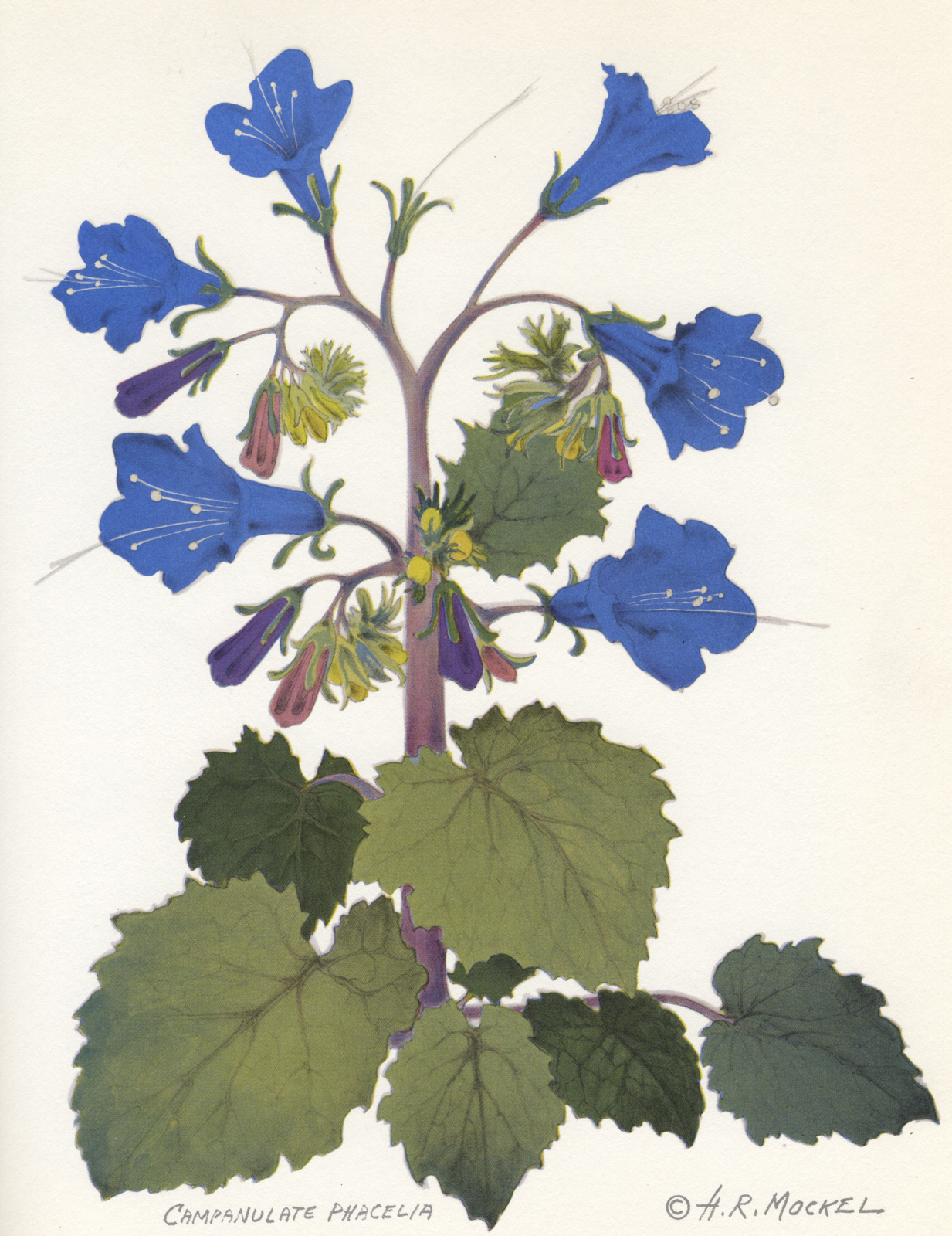 Henry Mockel, Campanulate Phacelia, Hot Air From the Desert