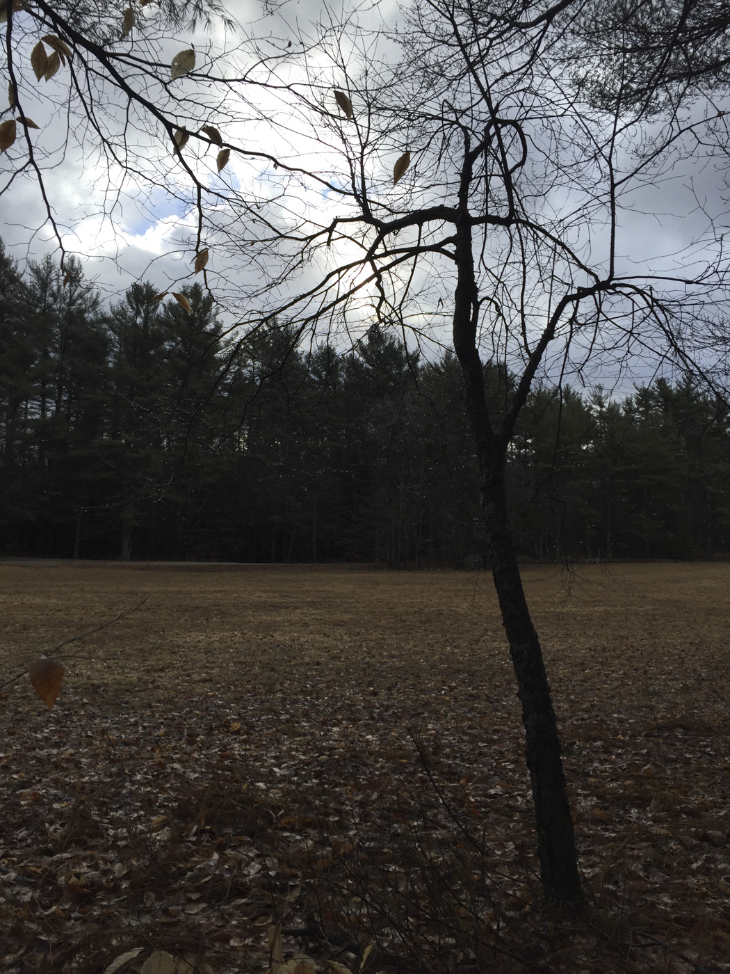 MacDowell Residency, Weeks 3 and 4, March 2016